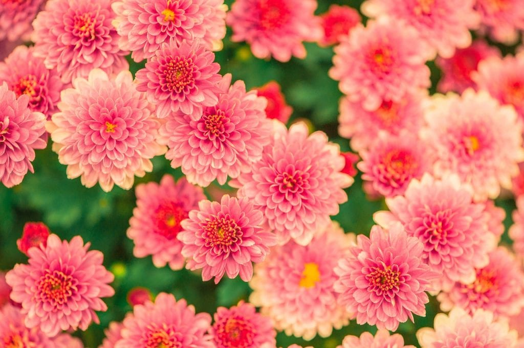 Dalias
