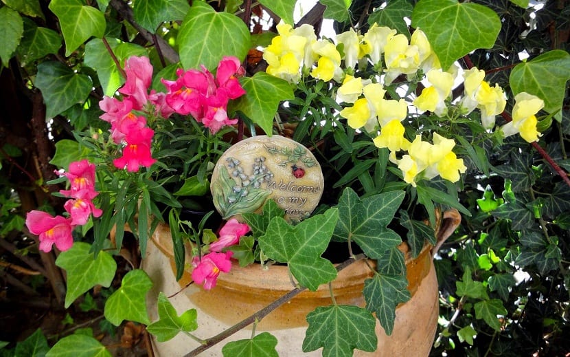 flor boca de dragon
