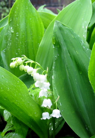 Convallaria majalis o lirio de los valles