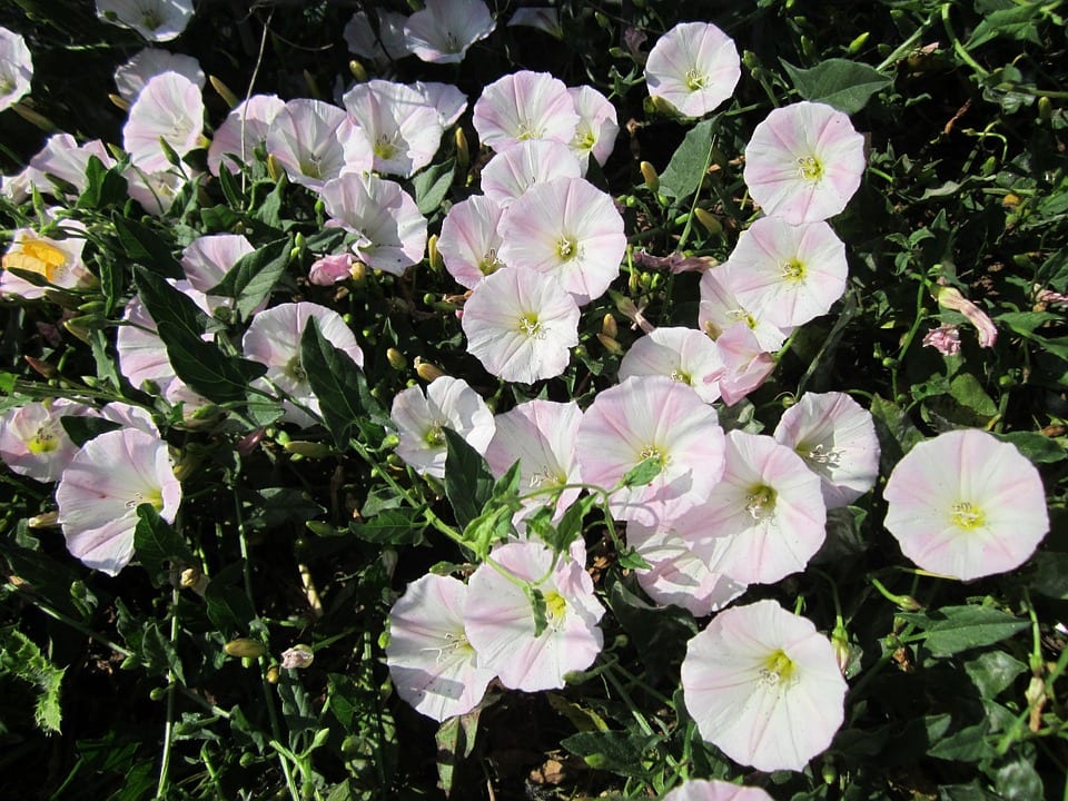 Las flores de la correhuela son simples