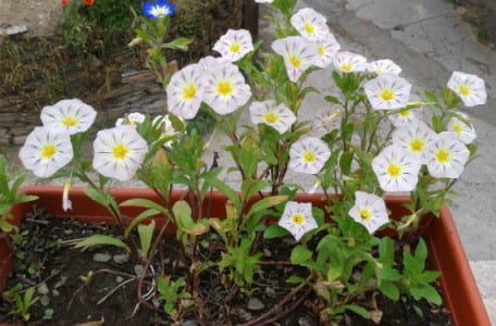 Flor de Convolvulus tricolor, conocida como bella de día