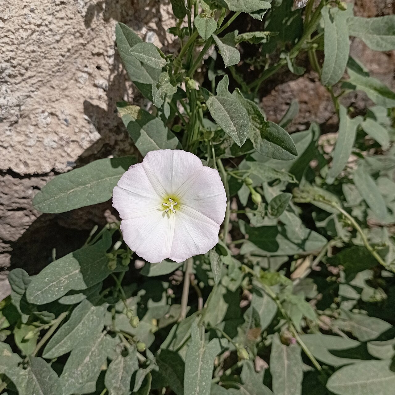 Correhuela: fotos, tipos, significado, características, imágenes