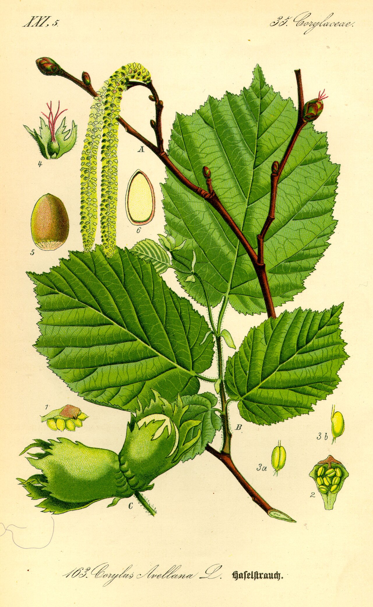 Corylus Avellana: tipos, características, tamaño, variedades, colores…