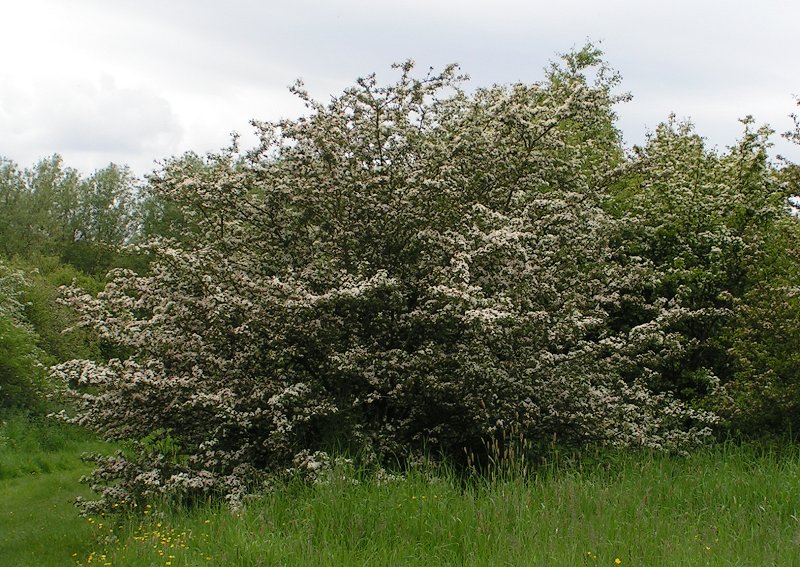 Crataegus: tipos, características, tamaño, variedades, colores…