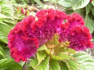 Inflorescencia aterciopelada de Celosia argentea var. cristata