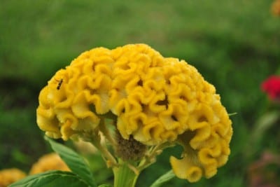 Planta de cresta de gallo en flor