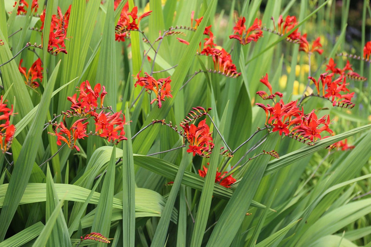 Crocosmia