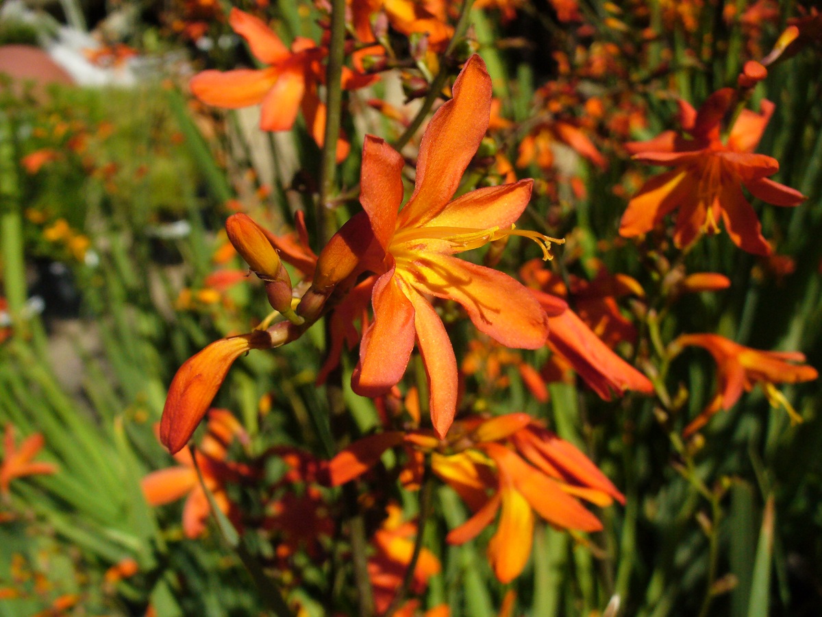 Flor de la crocosmia