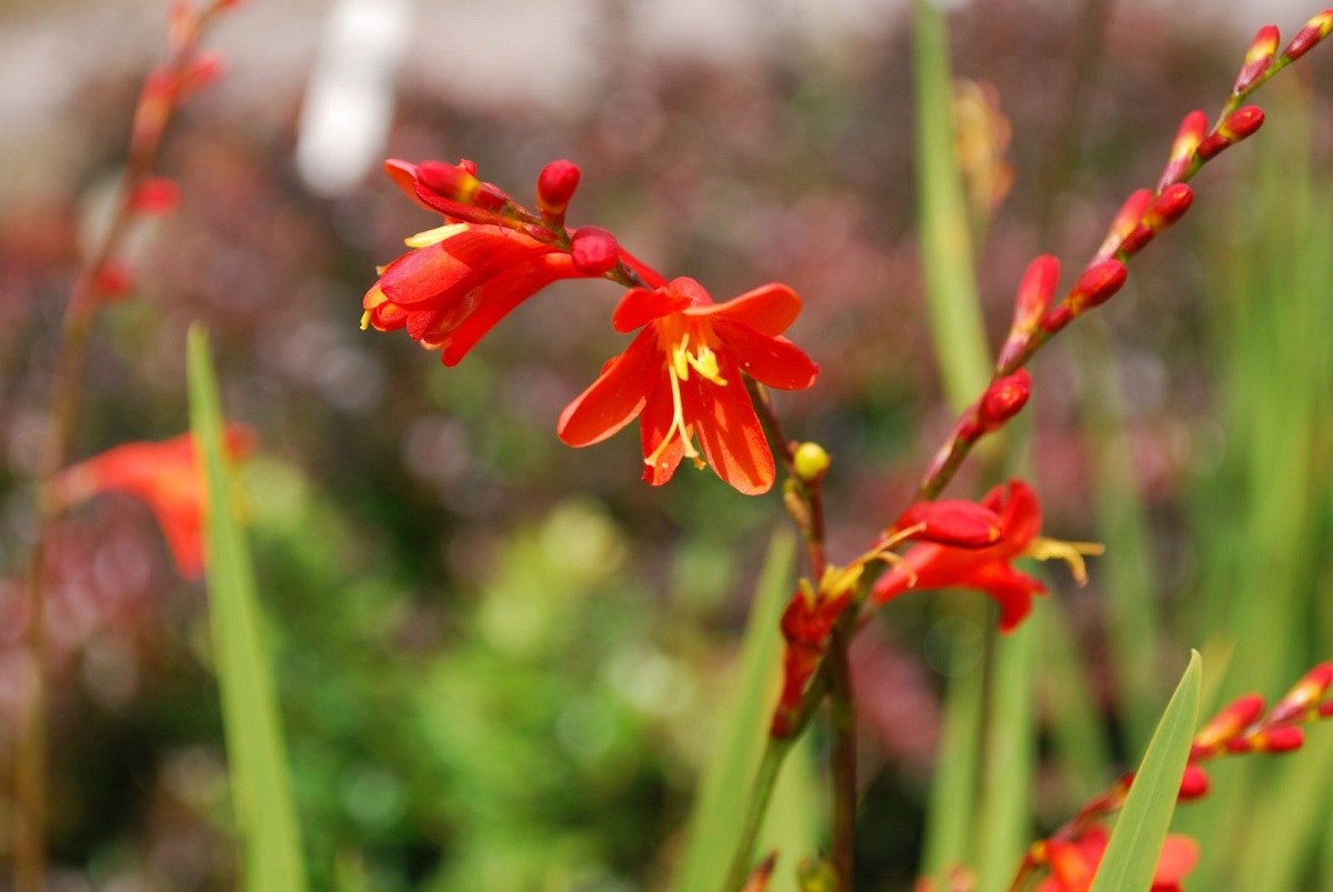 Variedad en rojo