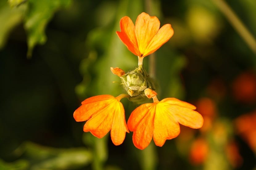 Las hojas de la Crossandra suelen ser bastante decorativas
