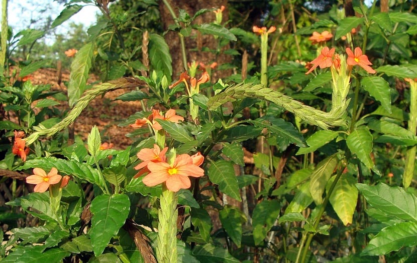 Recomendaciones para cultivar la Crossandra