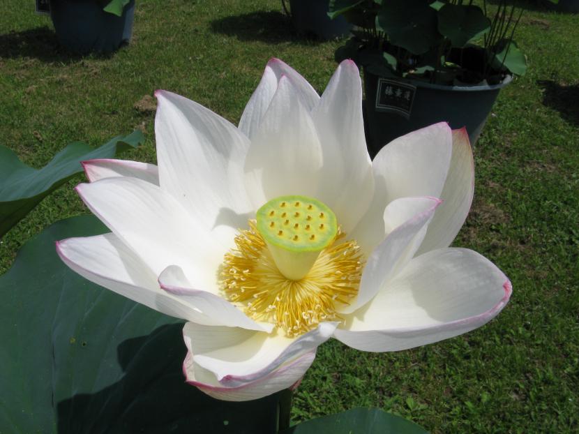 Nelumbo nucifera cv Kinrinren