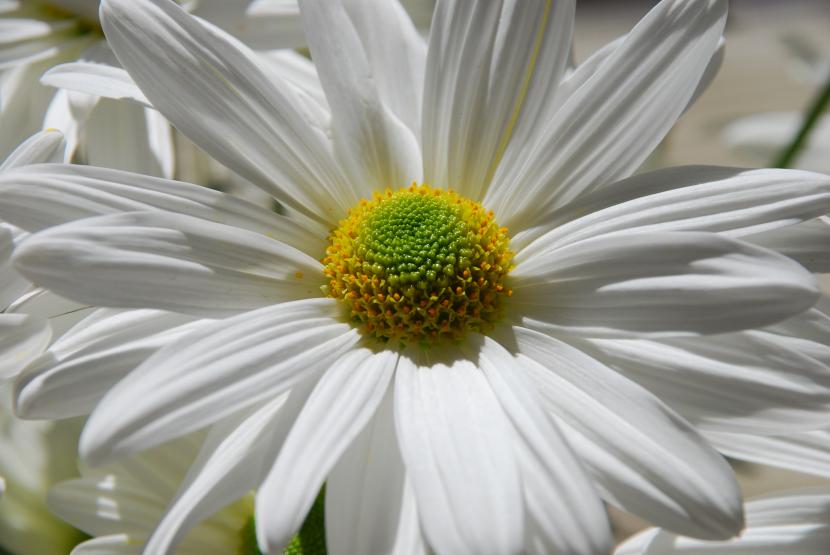 Significado de las flores blancas y cuándo regalarlas