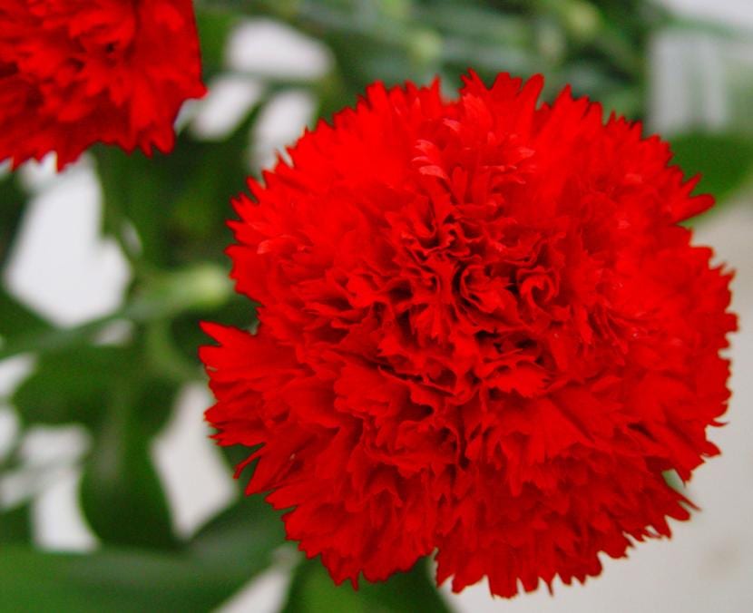 Clavel