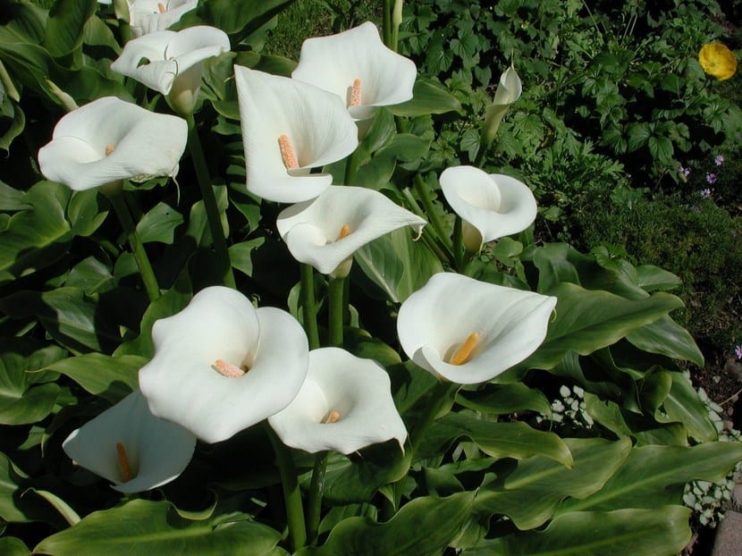 Lirio de agua, una planta acuática