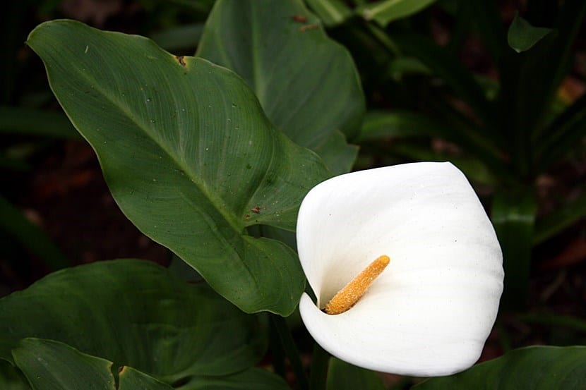 Lirio de agua