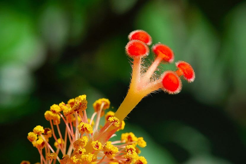 el gineceo es parte de la flor