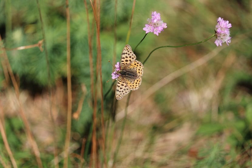 insectos polinizan la flor