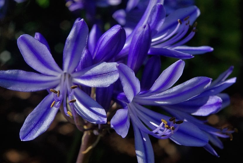 partes de una flor