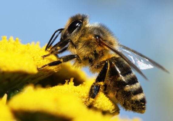 Abeja