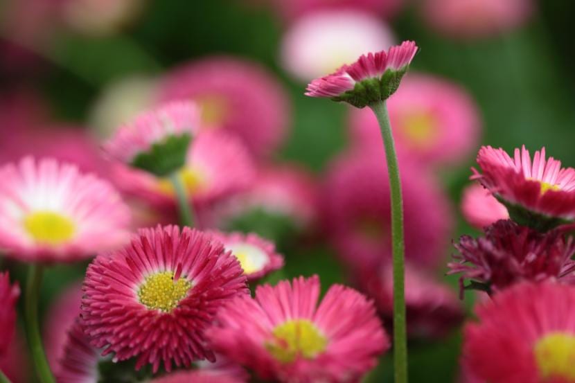 Flores que florecen en invierno: 12 especies para tu jardín