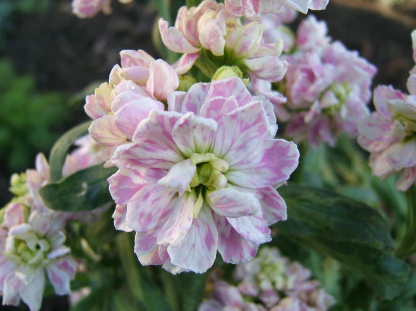 Matthiola incana