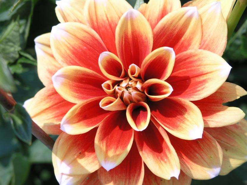Dahlia pinnata