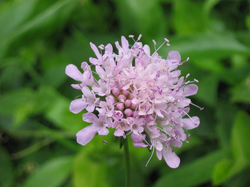 Scabiosa nitens