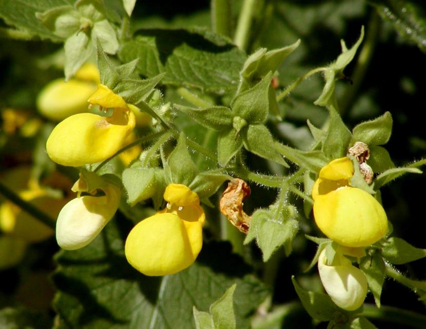 Calceolaria bilata