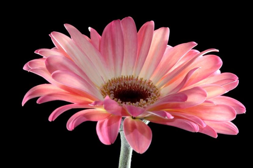 Gerbera rosa