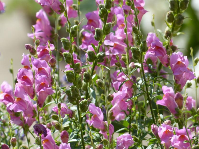 Antirrhinum