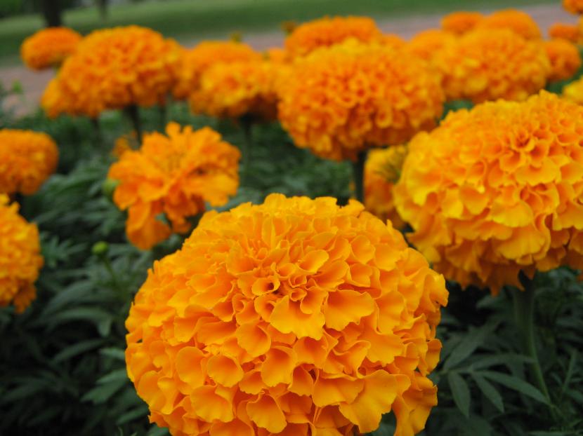 Tagetes