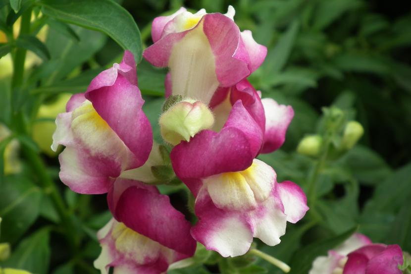 Antirrhinum