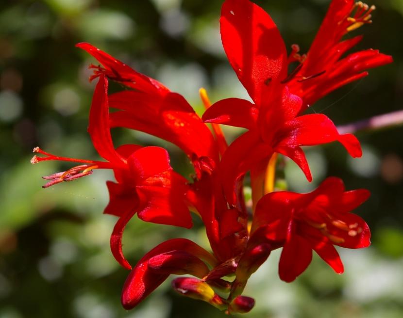 Crocosmia