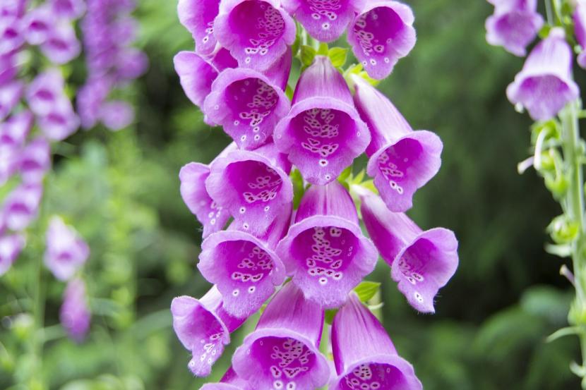 Digitalis