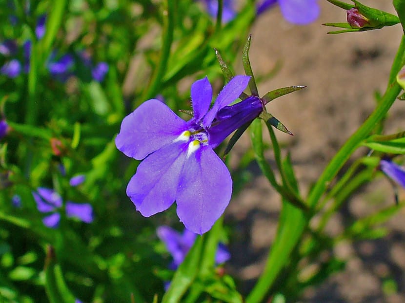 Lobelia