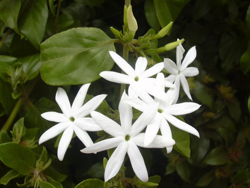 Jasminum multiflorum en flor