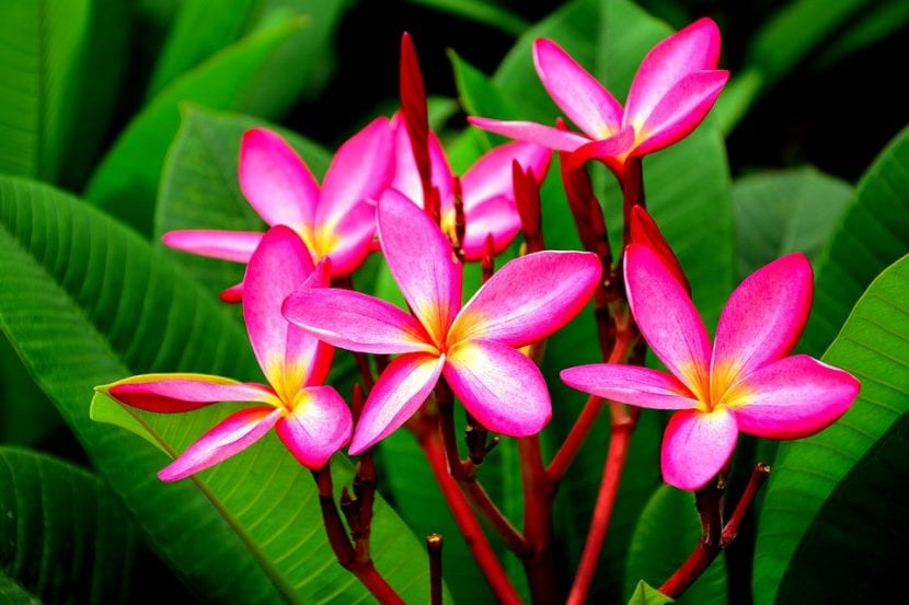 Frangipani o Plumeria en flor