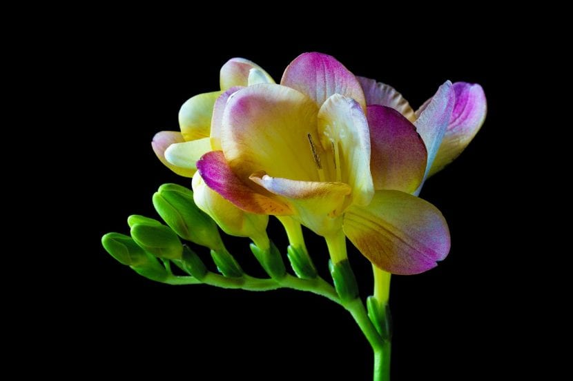 Flores de Freesia