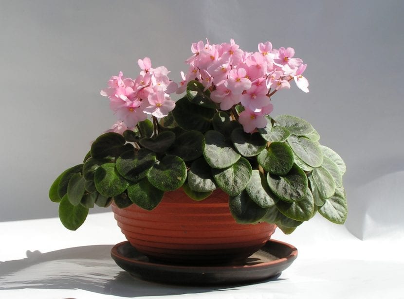 Planta de Saintpaulia