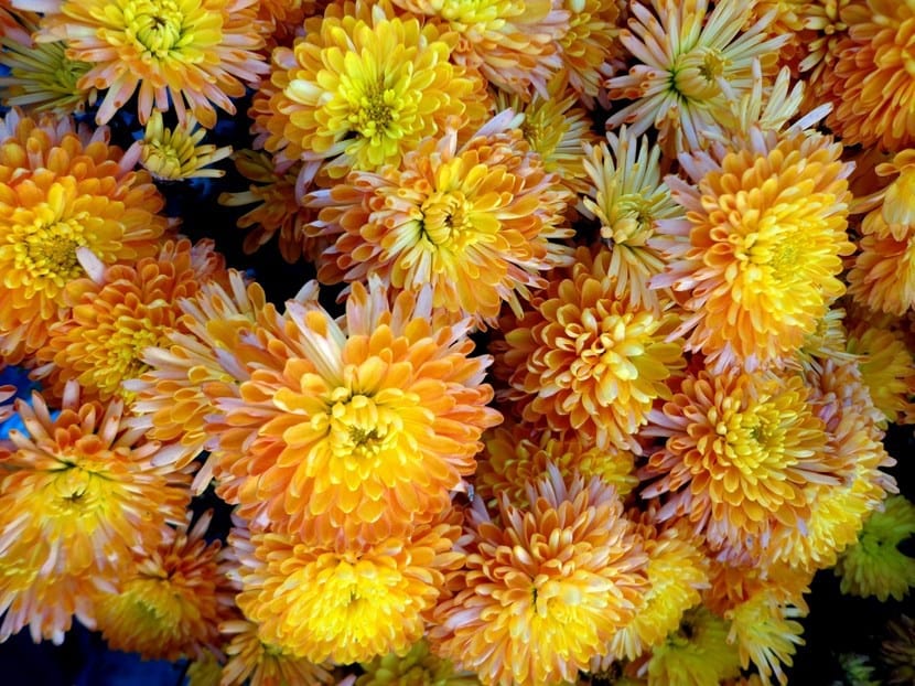 Crisantemos japoneses de color amarillo