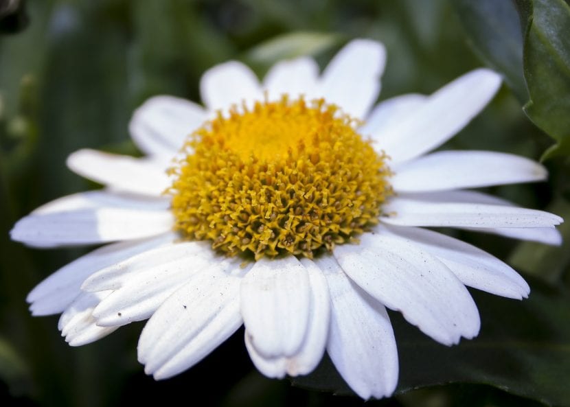 Margarita blanca