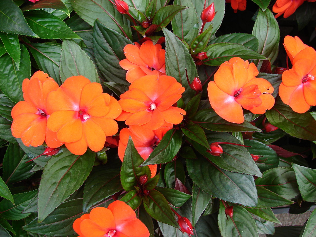 La alegría guineana es una planta herbácea
