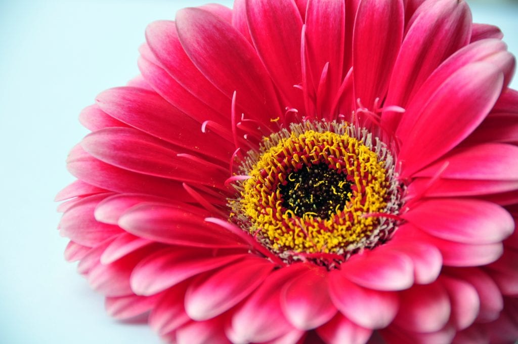 Cuidados de la gerbera: luz, riego, abono y trasplante