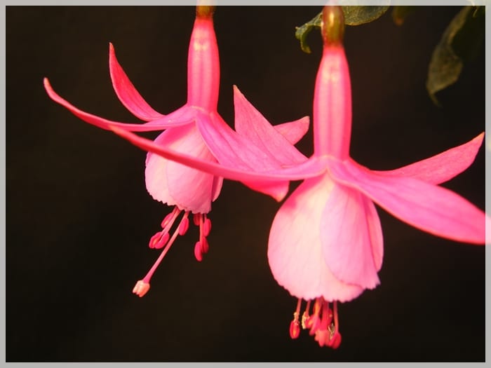 Cuidados de la fuchsia en maceta: luz, riego, poda e invernada