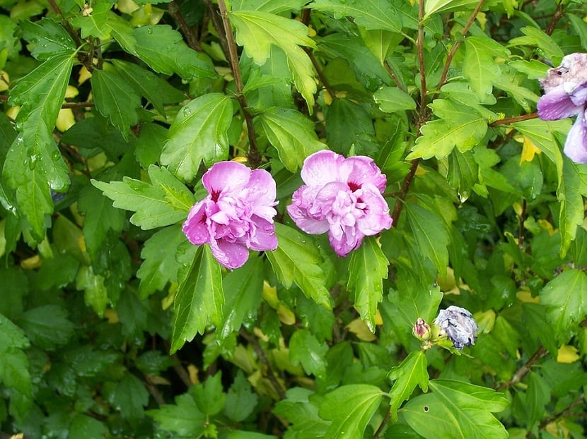 Cuidados de la malvarrosa o malva real paso a paso