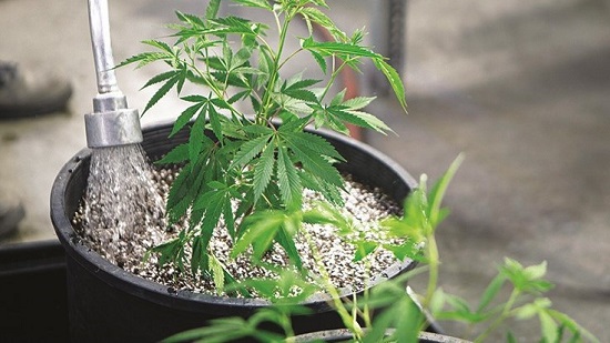 Planta de cannabis en cultivo