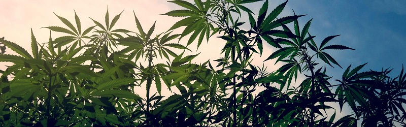 Cultivo de cannabis bajo control