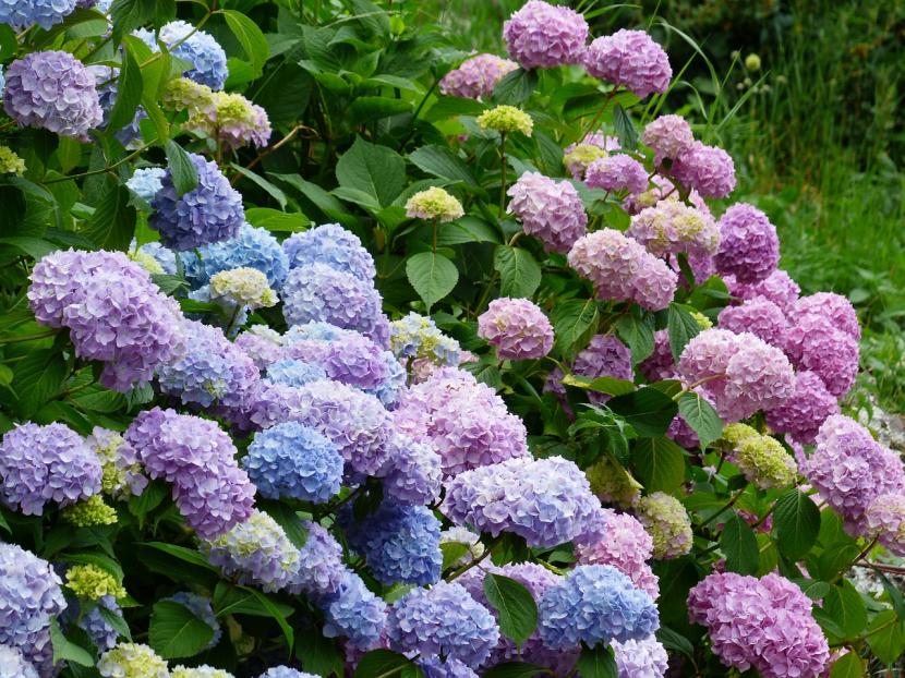 Hortensias