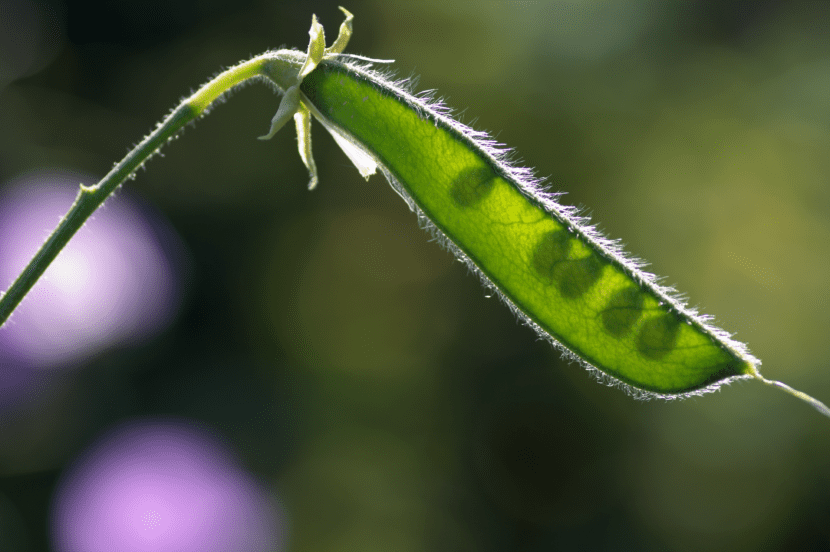 Frutos del Lathyrus odoratus